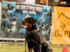 Rottweiler Puppies