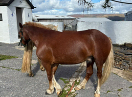 Section c gelding