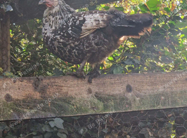 Silki cross hen