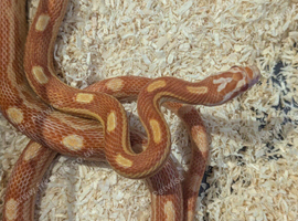 Baby amel motley corn snake