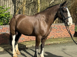 Super safe maxi cob