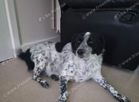 Springer spaniel x collie