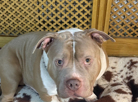 Pocket bully (not American Bully)