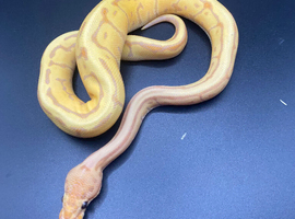 Banana Pinstripe Leopard Ball Python Hatchling