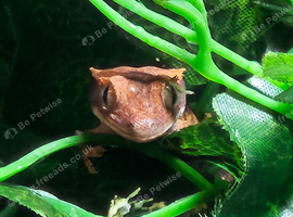 Crested gecko babies ( Rescue )