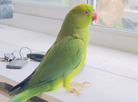 Stunning Indian ringnick parrot for sale