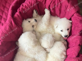 WORLD CHAMPION BLOODLINES KC WHITE SWISS SHEPHERD PUPPIES