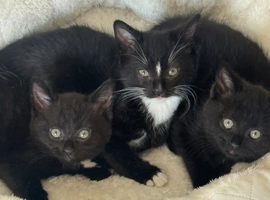 Cute fluffy kittens ready for their new homes (girl and boy left)
