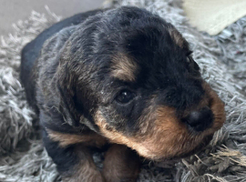 Patter jack puppies