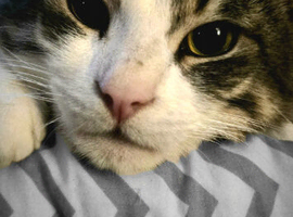 3 year old cat needs home with no other pets
