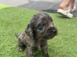 Rare Cocker spaniel puppy