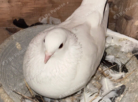 Fancy pigeon