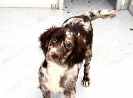 Chocolate Merle Harlequin cocker spaniel at stud.