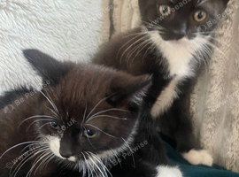 Two  female kittens