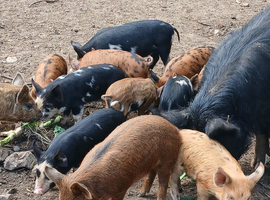 berkshire x tamworth/iron age cross weaners