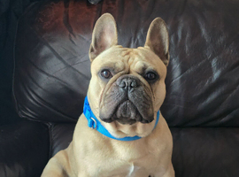 Lovely French bulldog adult
