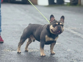 French bulldog stud
