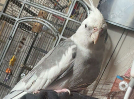White Faced Silver Cockatiel (needs to be gone ASAP)