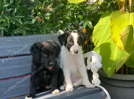 Amazing Border Collie X Lurcher Puppies