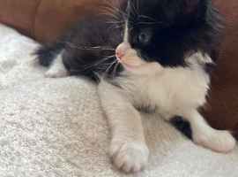 Maine coon mix
