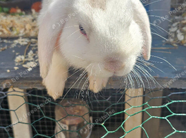 3 x lop boys