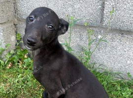 Lurcher pup
