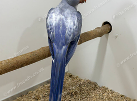 Violet Recessive Pied Ringneck