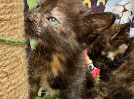 FLUFFY TORTIE FEMALE KITTENS 2 LEFT