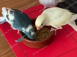 Two hand raised Kakarikis