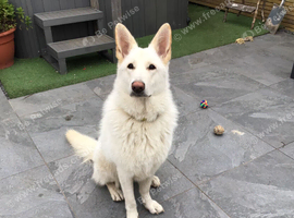 White German Shepherd 11 month old
