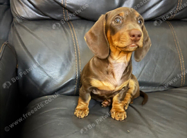 Just One Beautiful Puppy Left!