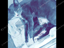 Bengal xblue short-hair x mixed