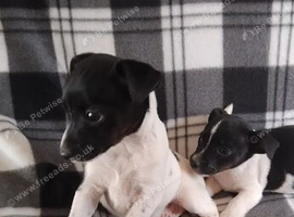 Jack Russell puppies