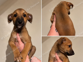 3 boys - bull x lurcher puppies