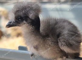 Blue and splash beautiful bearded silkies and showgirls from day olds to 3 week olds. Unsexed.