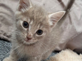 4 beautiful kittens