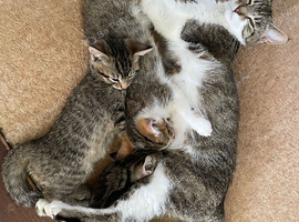 Ready to go: 10 week old kittens