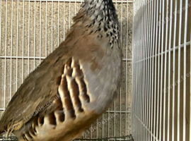 Red legged partridge