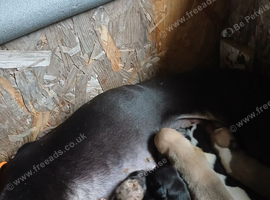 Whippets