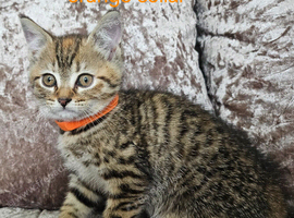 5 kittens x British blue shorthair crossed