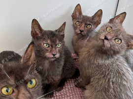 Lykoi kittens