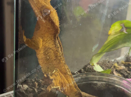 Crested geko