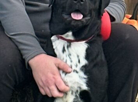 Rottweiler x border collie