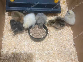 Week old pure Silkie chicks chickens