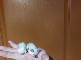 siamese mice for sale