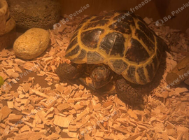 For sale tortoise and enclosure