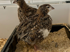 Young Male Coturnix Quail Birds x2 Available