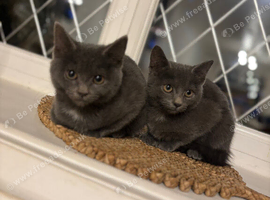 Stunning kittens only to loving homes
