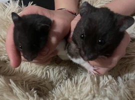Baby hamsters