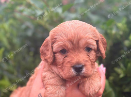 Gorgeous red/apricot cavapoo babies